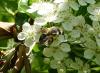 Andrena sp.